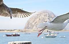 Image of seagulls illustrating moving house