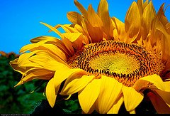 Image of a sunflower to illustrate the importance of a preference for vegetable fats in preventing heart disease